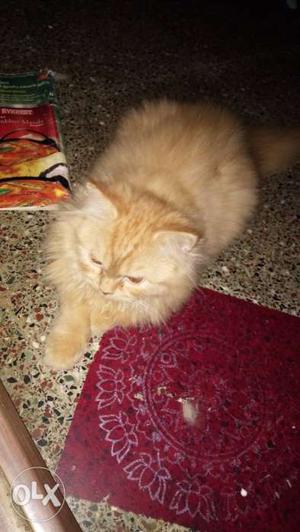 3 months old brown color female Persian kitten
