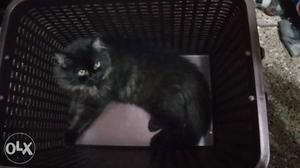 3 months old male Persian kitten for sale