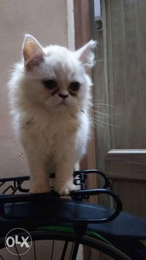 3 months old white female Persian kitten for sale