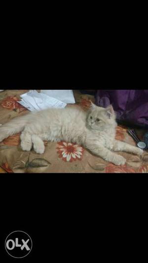 4 months old male Persian kittens