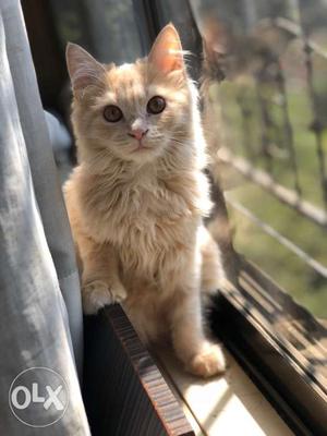 4 months old persian cat, light brown colour,