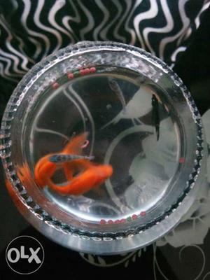 7fishes with bowl 2 gold fish,1 angle fish,4
