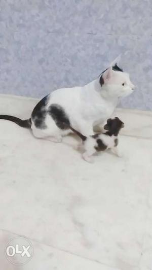 A cat Black & white with her 1 month old kitten