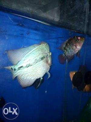 A imported Flowerhorn for sale need of cash due