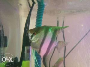 Angel fish Good quality Colour and health is to