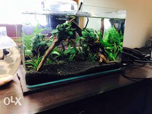 Aquarium plants, fishes and tanks available.
