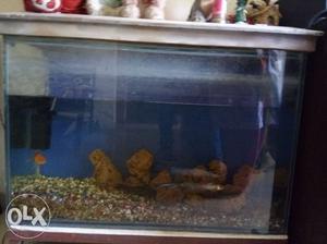 Aquarium with rocks and filter. Iron stand. For