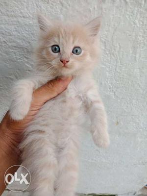 Badam colour Persian cat