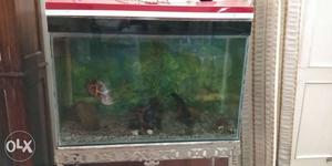 Beutifully maintained 3ft by 4 ft aquarium with 3