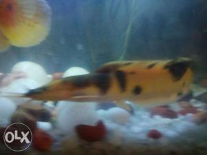 Big size fish very active 15" plus