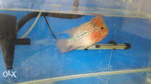 Black, Red And Grey Flowerhorn Fish
