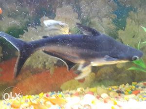 Black aquarium shark. Large in size. Price