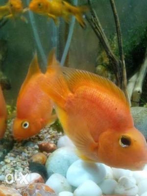 Blood red parrrot fish pair