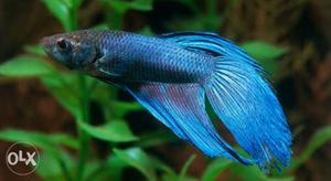 Blue Guppy Fish