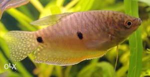Blue and Gold Three spotted Gourami