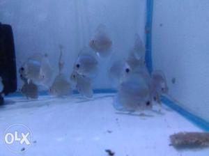 Blue diamond 2 + inch total 30 piece for sale in Mumbai
