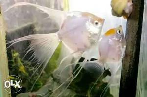 Breeding pair angel fish with frys