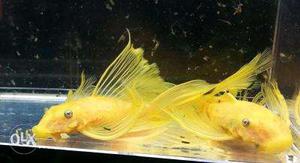 Bristlenose plecos 1" available. Picture is for