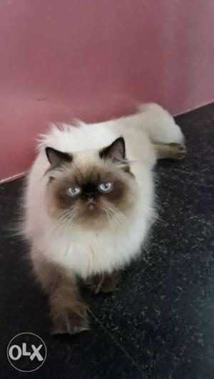 Brown And White Himalayan Cat