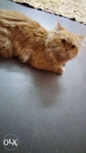 Brown Persian cat (male) semi punch face age