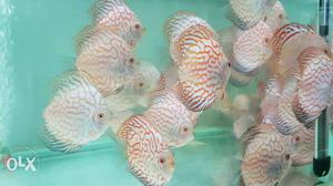 Checkerboard Discus Fish For Sell