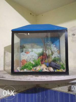 Compalit fish tank.4 fish and food 1fit hight