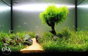 Customised aquariums for homes, offices, hotels &