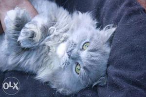 Cute and furry kittens available