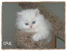 Cute & beautiful kitten for available for sell with blue
