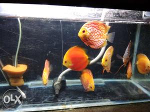Discus Fishes