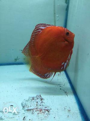 Discus set pair for sale size 5inch + good condition