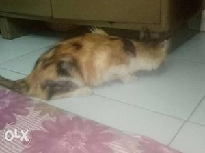 Doll persian cat female (4 month)