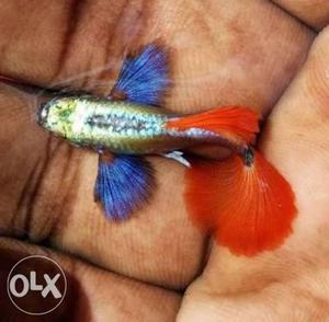 Dumbo ear guppy above 100 pair available