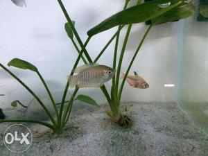 Dwarf Gourami Aquarium Fish- 2 Pair