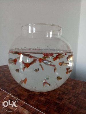 Fancy Guppy's fish for sale