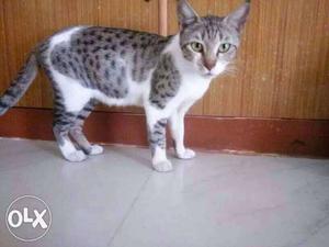 Female cat ye bhuat pyari h. she is potty trained