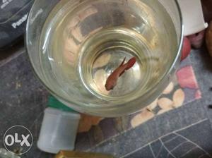 Female red betta for sale. this can be used for