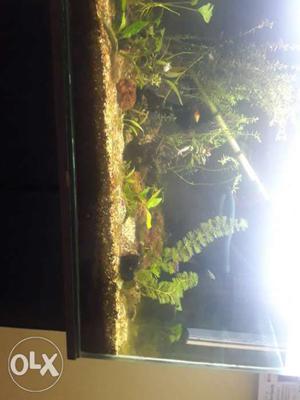 Fish Tank With Black Steel Frame