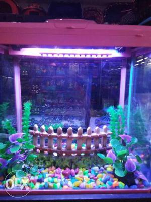 Fish Tank With Pink Frame