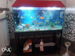 Fish aquarium compalitly ready sale argent all items 3 fit