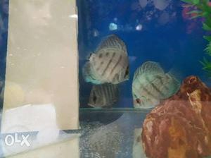 Fish discus blue dimond active and healthy 3"