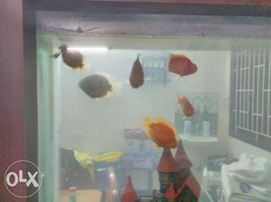 Fish for sale 4 pairs available. 4 pairs rs