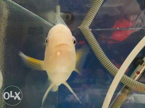 Fish red devil female very active big size 6"