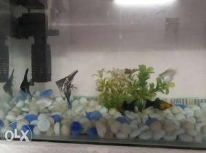 Fish tank with 8nos fish very activity