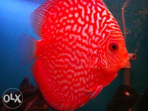 Fishes for sale