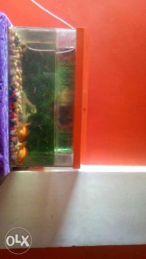 Fishtank with fishes. fishfood will be given for