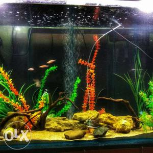 Fishtank with metal stand and wooden hood only (URGENT SALE)