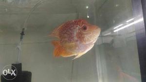 Flower Horn Fish only Genuine Buyer