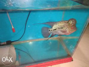 Flowerhorn fish for sale, 6 months food free