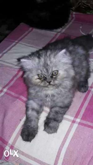 For Sale Pure breed persian cat.. call